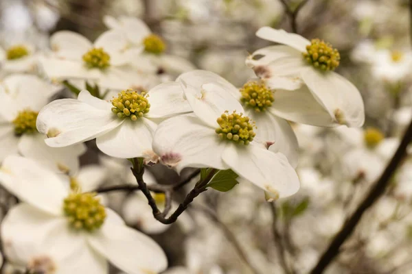 Een Witte Dogwood Boom Bloeit Mooie Bloemen Mijn Landschap Tuin — Stockfoto