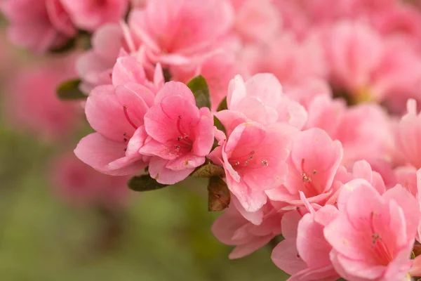 Ein Azaleen Strauch Blüht Frühling Meinem Garten — Stockfoto