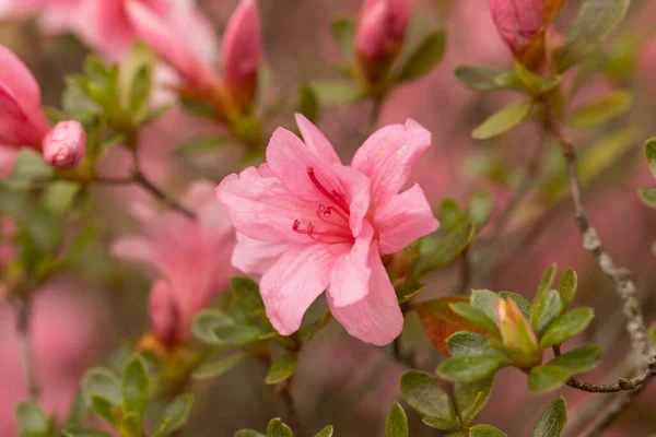 Ein Garten Voller Winziger Rosa Azaleen Blüht Strauch Meinem Garten — Stockfoto