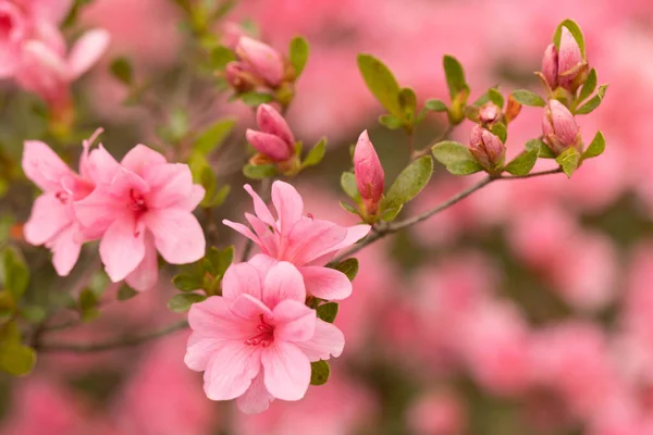 Azalea Bush Shows Its Pink Flowers Tiny Buds Backyard Garden — Stock Photo, Image