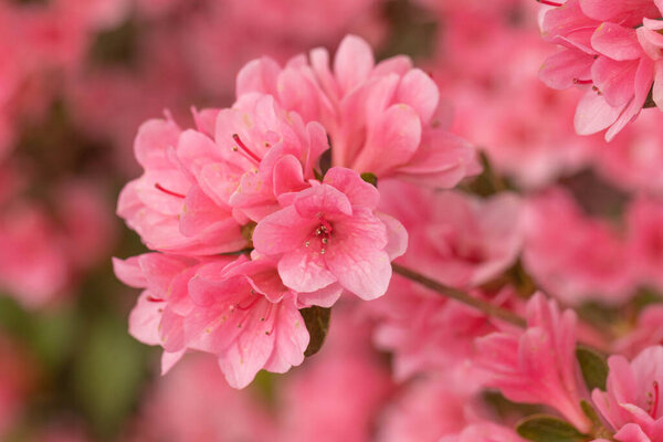 Small pink Azaleas bloom in a cluster on a flower bush in the backyard garden
