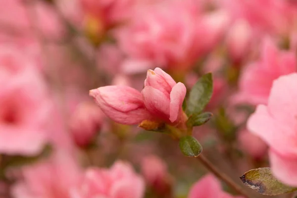 Små Rosa Azalea Knoppar Väntar Att Blomma Buske Min Trädgård — Stockfoto