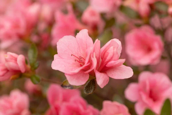 Hübsche Rosa Azaleen Blühen Umgeben Von Anderen Blumen Einem Großen — Stockfoto