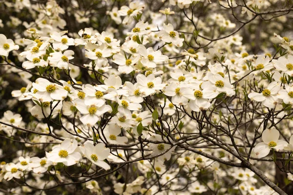 Большое Дерево Догвуд Цветет Белые Цветы Моем Дворе Пейзаж Снаружи — стоковое фото