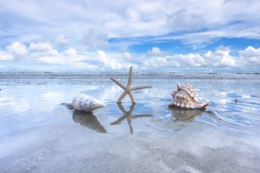 Starfish and seashells sit in the sand on the beach under a cloudy sky on Hilton Head Island in summer