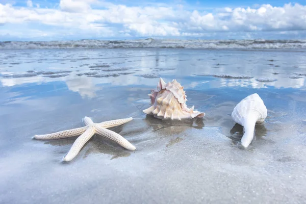 The sandy beaches of Hilton Head Island with three seashells sitting in the water of the Atlantic Ocean with people swimming in the water