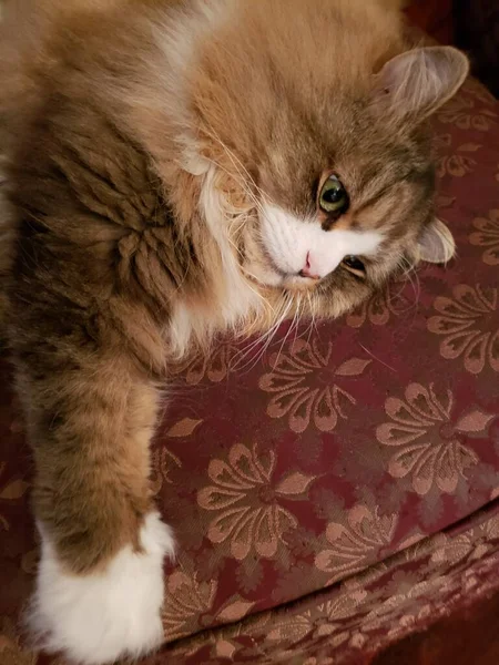 Reinrassige Ragamuffin Katze Liegt Auf Einer Osmanischen — Stockfoto