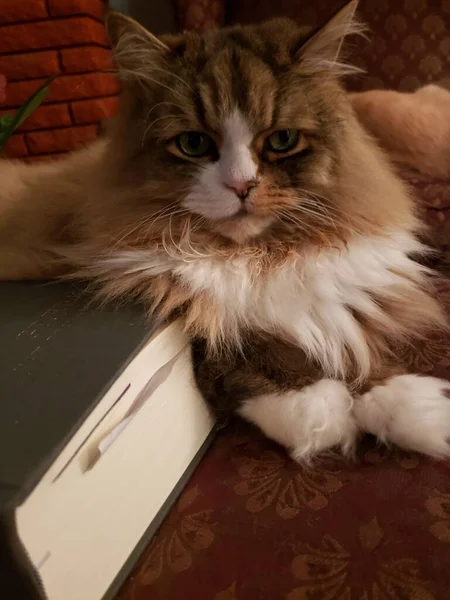 Ragamuffin Cat Ligt Naast Een Boek — Stockfoto