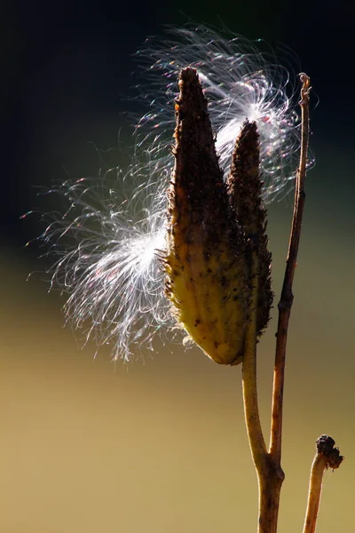 Semente Milkweed Emergindo Seu Pod Outono — Fotografia de Stock