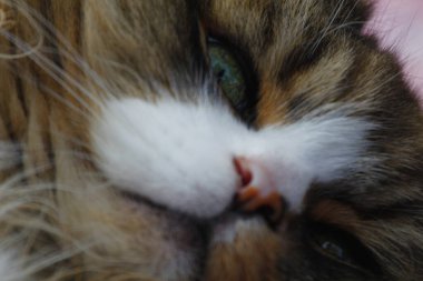 Ragamuffin Kedisi üzerinde halı olan bir zeminde dinleniyor.