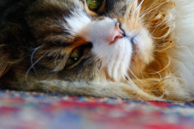 Ragamuffin Kedisi üzerinde halı olan bir zeminde dinleniyor.