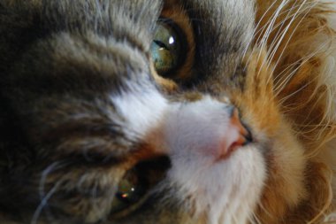 Ragamuffin Kedisi üzerinde halı olan bir zeminde dinleniyor.