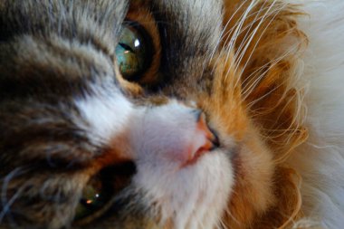 Ragamuffin Kedisi üzerinde halı olan bir zeminde dinleniyor.