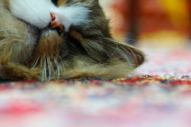 Ragamuffin Kedisi üzerinde halı olan bir zeminde dinleniyor.