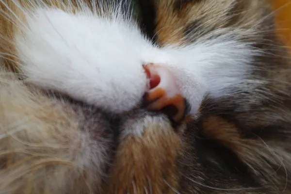 Ragamuffin Gato Descansando Chão Que Tem Tapete Sobre Ele — Fotografia de Stock