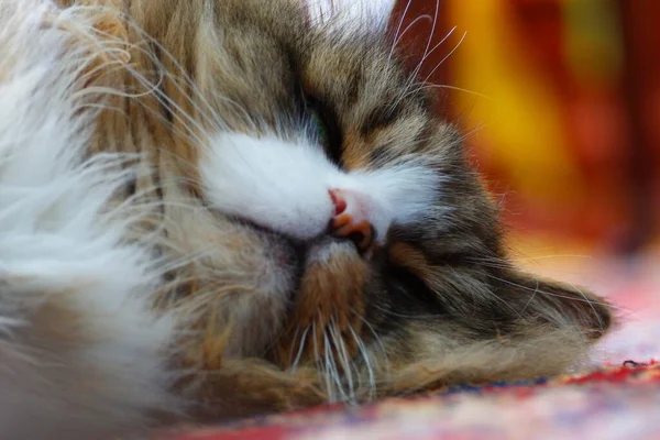 Ragamuffin Gato Descansando Chão Que Tem Tapete Sobre Ele — Fotografia de Stock