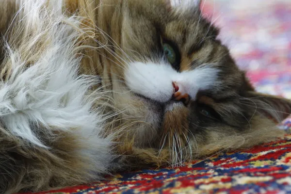 Ragamuffin Gato Descansando Chão Que Tem Tapete Sobre Ele — Fotografia de Stock