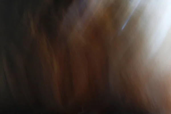 ラガムフィン猫の動きの長い露出 — ストック写真