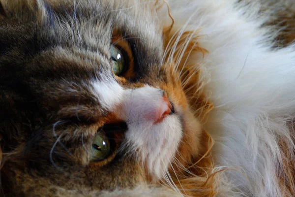 Ragamuffin Gato Descansando Chão Que Tem Tapete Sobre Ele — Fotografia de Stock