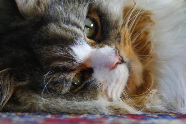 Ragamuffin Kedisi üzerinde halı olan bir zeminde dinleniyor.