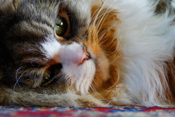 Ragamuffin Gato Descansando Chão Que Tem Tapete Sobre Ele — Fotografia de Stock