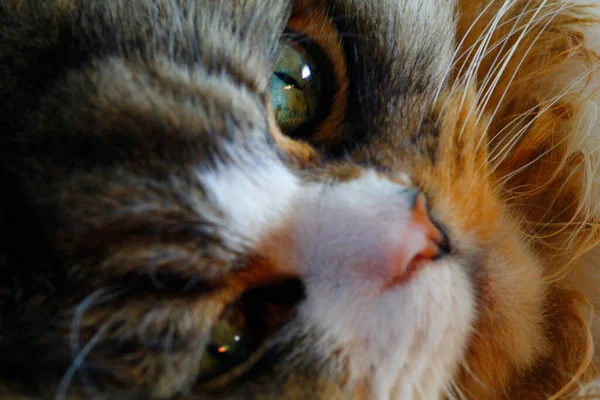 Ragamuffin Gato Descansando Chão Que Tem Tapete Sobre Ele — Fotografia de Stock