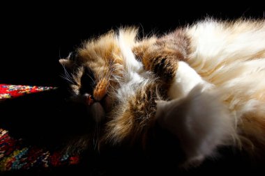 Safkan Ragamuffin Kedisi Bir Odada Güneş Işığında Dinleniyor