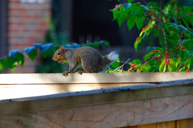 Doğu Gri Sincap (Sciurus carolinensis) kısa, tavşan kuyruklu