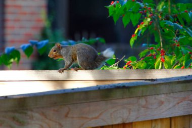 Doğu Gri Sincap (Sciurus carolinensis) kısa, tavşan kuyruklu