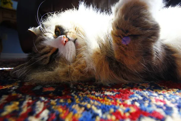Purebred Ragamuffin Cat Descanso Bajo Luz Del Sol Una Habitación — Foto de Stock