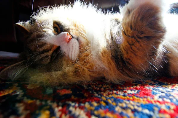 Gato Ragamuffin Puro Descansando Luz Sol Quarto — Fotografia de Stock