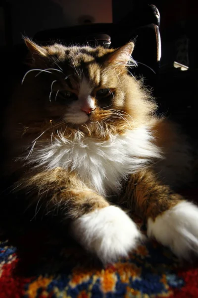 部屋で日光浴中の純繁殖ラガムフィン猫休憩 — ストック写真