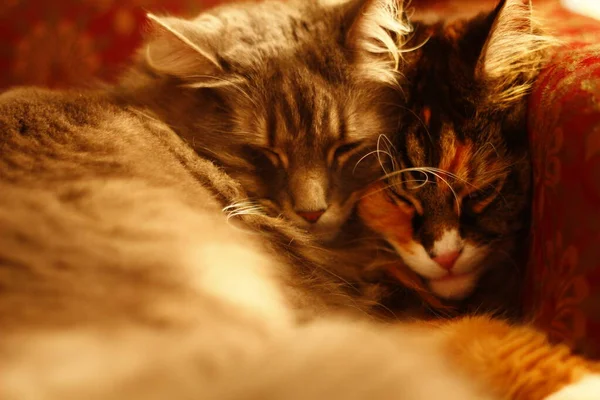 Maine Coon Και Γκρίζα Μεσαία Μαλλιά Γάτες Που Αναπαύονται Μια — Φωτογραφία Αρχείου