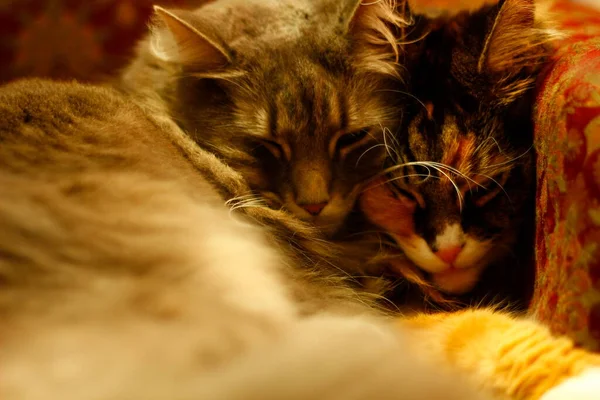 Мен Кун Сірі Середні Коти Відпочивають Стільці — стокове фото