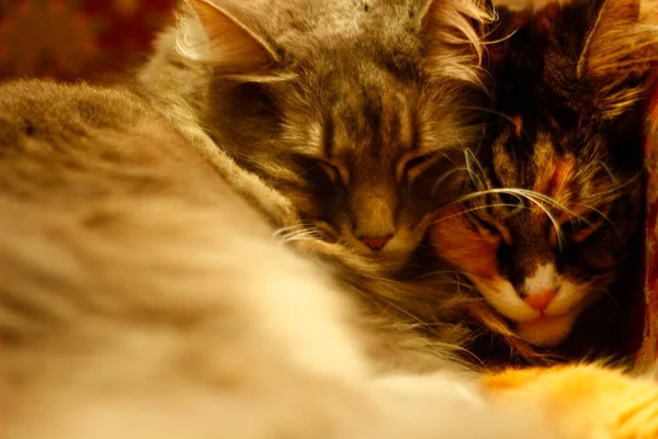 Maine Coon Και Γκρίζα Μεσαία Μαλλιά Γάτες Που Αναπαύονται Μια — Φωτογραφία Αρχείου