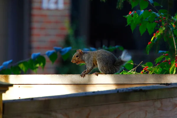 Keleti Szürke Mókus Sciurus Carolinensis Rövid Nyuszi Szerű Farokkal — Stock Fotó