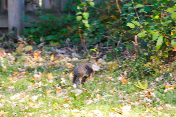 Keleti Szürke Mókus Sciurus Carolinensis Rövid Nyuszi Szerű Farokkal — Stock Fotó