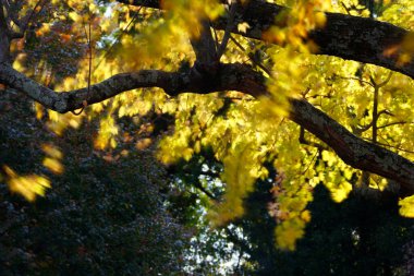 Sonbaharda Renkli Yaprakların Görünümü