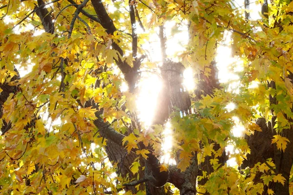 Вид Барвисте Листя Восени — стокове фото