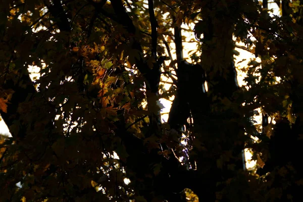 Una Vista Hojas Coloridas Otoño — Foto de Stock