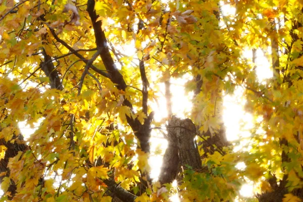 Una Vista Hojas Coloridas Otoño — Foto de Stock