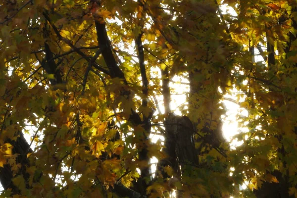 Widok Kolorowych Liści Jesienią — Zdjęcie stockowe