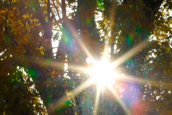 Een Weergave Van Kleurrijke Bladeren Zonlicht Herfst — Stockfoto