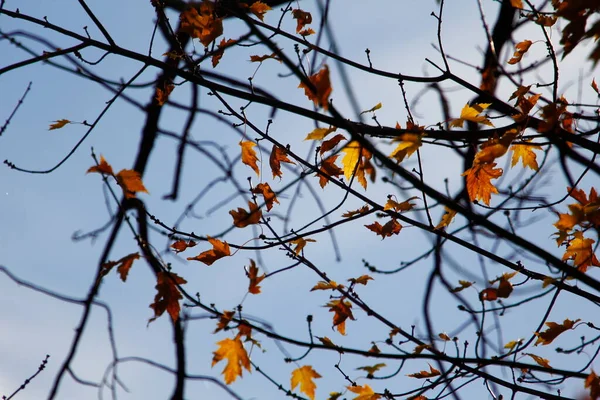 Une Vue Des Feuilles Colorées Automne — Photo