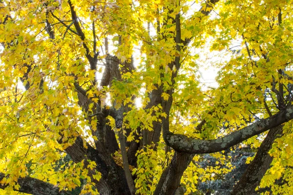 Вид Барвисте Листя Сонячне Світло Восени — стокове фото