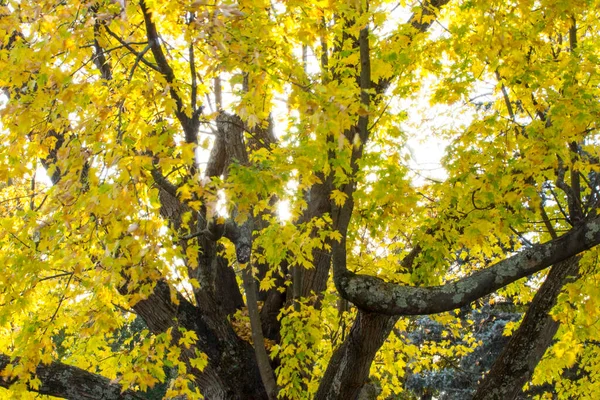 Una Vista Hojas Coloridas Luz Del Sol Otoño — Foto de Stock