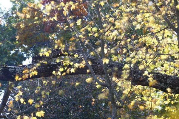 Ein Blick Auf Bunte Blätter Herbst — Stockfoto
