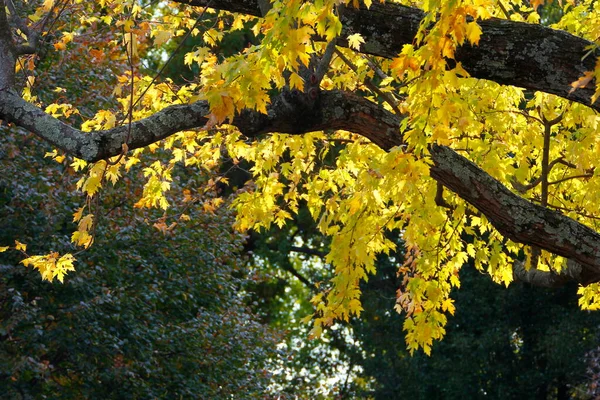 Вид Красочные Листья Осенью — стоковое фото