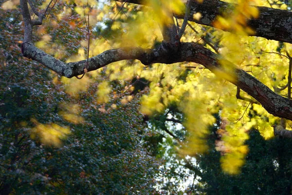 Una Vista Hojas Coloridas Otoño — Foto de Stock