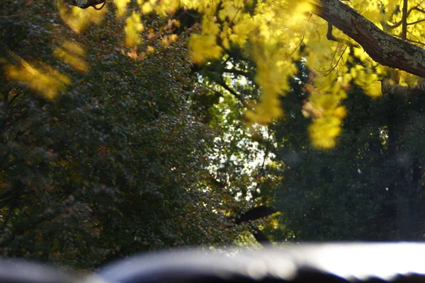 秋天五彩斑斓的叶子 — 图库照片